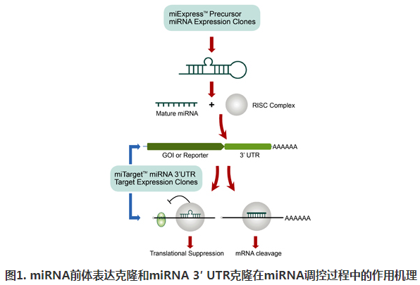 miExpress? miRNA前體表達克隆